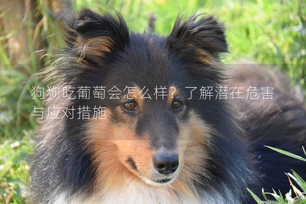 狗狗吃葡萄会怎么样？了解潜在危害与应对措施