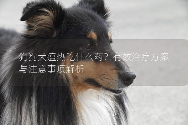 狗狗犬瘟热吃什么药?有效治疗方案与注意事项解析