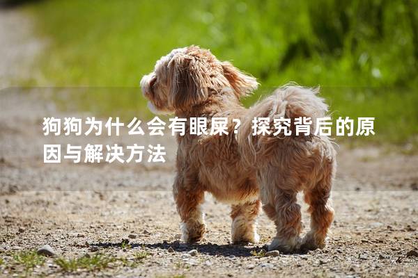 狗狗为什么会有眼屎？探究背后的原因与解决方法