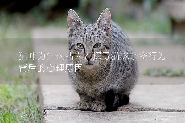 猫咪为什么粘人？探寻猫咪亲密行为背后的心理原因