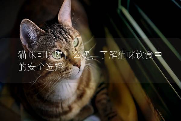 猫咪可以喝什么奶，了解猫咪饮食中的安全选择