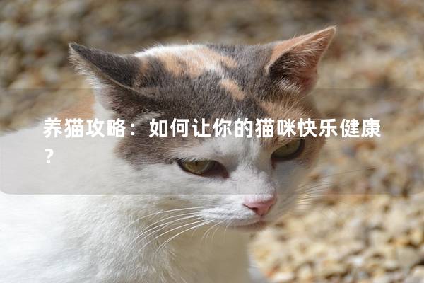 养猫攻略：如何让你的猫咪快乐健康？