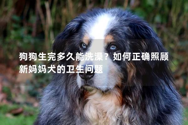 狗狗生完多久能洗澡？如何正确照顾新妈妈犬的卫生问题