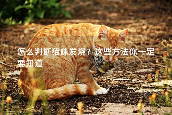 怎么判断猫咪发烧？这些方法你一定要知道