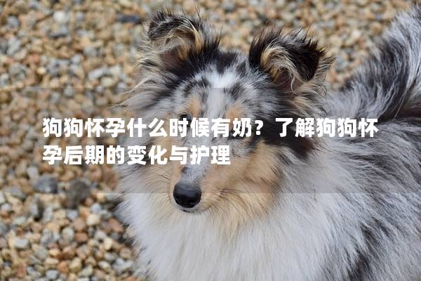 狗狗怀孕什么时候有奶？了解狗狗怀孕后期的变化与护理