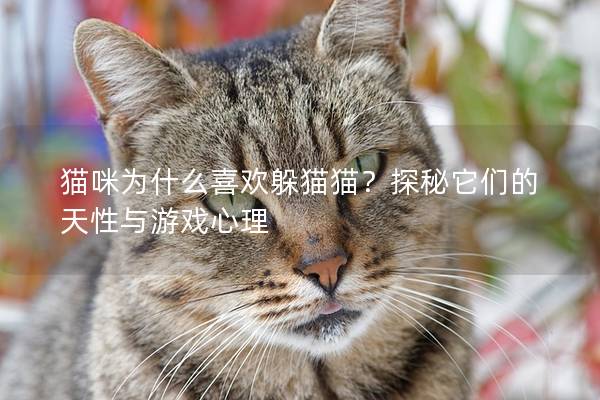 猫咪为什么喜欢躲猫猫？探秘它们的天性与游戏心理