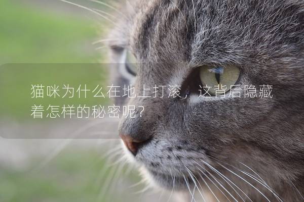 猫咪为什么在地上打滚，这背后隐藏着怎样的秘密呢？