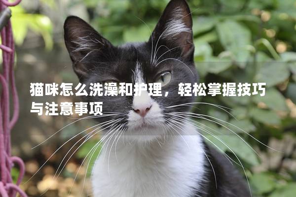 猫咪怎么洗澡和护理，轻松掌握技巧与注意事项