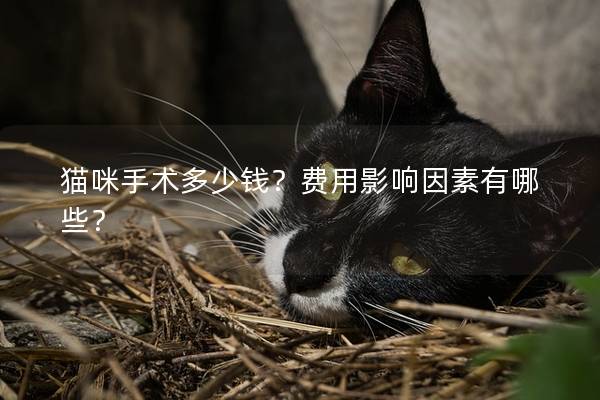 猫咪手术多少钱？费用影响因素有哪些？