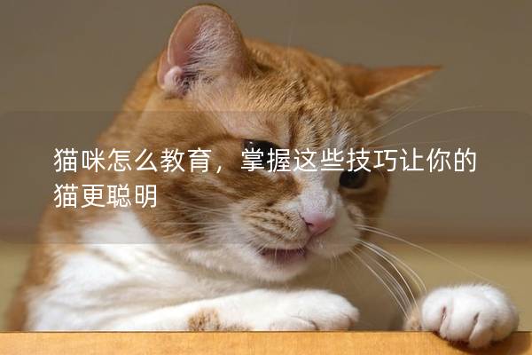 猫咪怎么教育，掌握这些技巧让你的猫更聪明