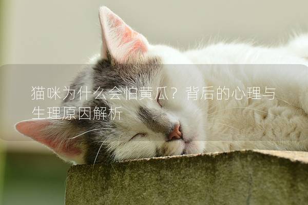 猫咪为什么会怕黄瓜？背后的心理与生理原因解析