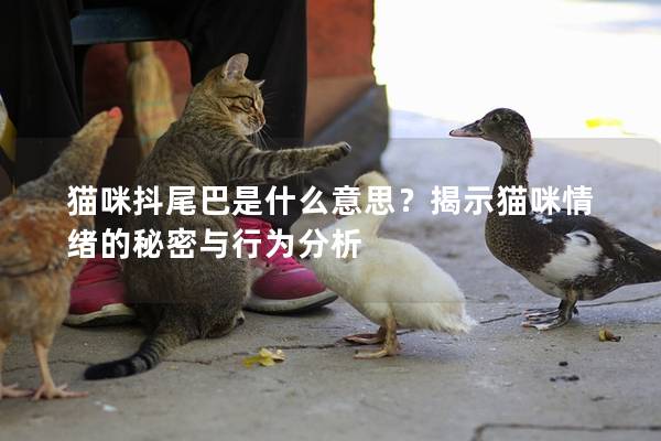 猫咪抖尾巴是什么意思？揭示猫咪情绪的秘密与行为分析