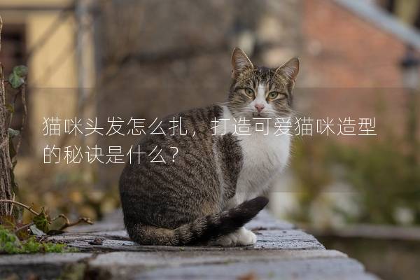 猫咪头发怎么扎，打造可爱猫咪造型的秘诀是什么？