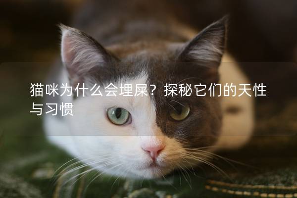 猫咪为什么会埋屎？探秘它们的天性与习惯