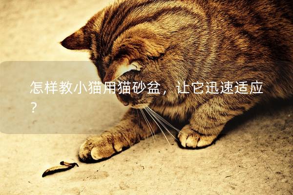 怎样教小猫用猫砂盆，让它迅速适应？