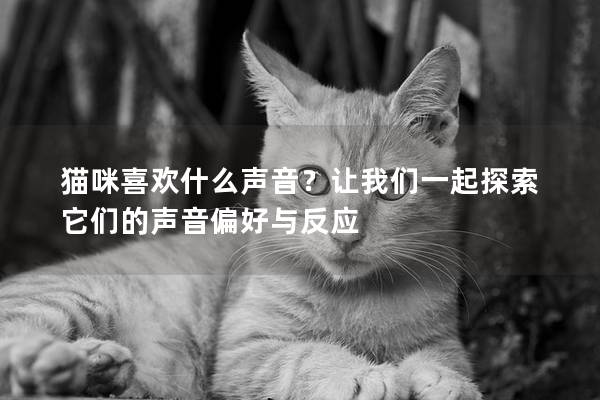 猫咪喜欢什么声音？让我们一起探索它们的声音偏好与反应