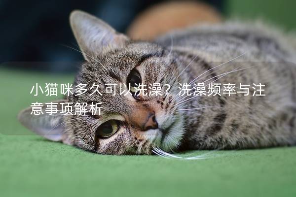 小猫咪多久可以洗澡？洗澡频率与注意事项解析