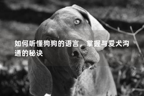 如何听懂狗狗的语言，掌握与爱犬沟通的秘诀