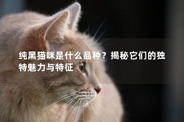 纯黑猫咪是什么品种？揭秘它们的独特魅力与特征