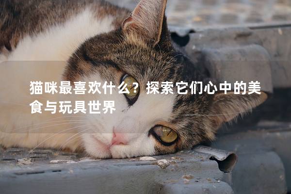 猫咪最喜欢什么?探索它们心中的美食与玩具世界