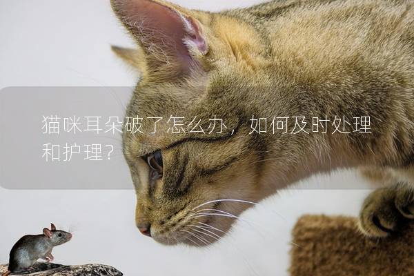 猫咪耳朵破了怎么办，如何及时处理和护理？