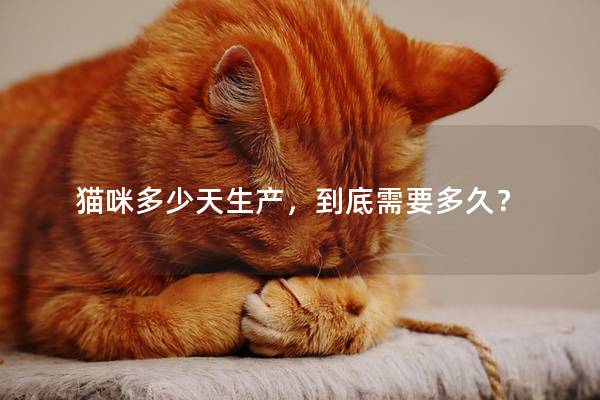 猫咪多少天生产，到底需要多久？