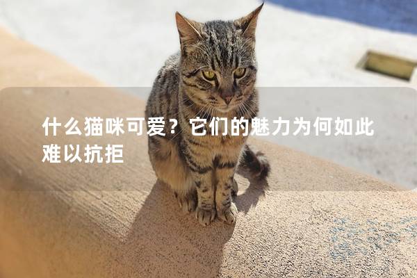 什么猫咪可爱？它们的魅力为何如此难以抗拒