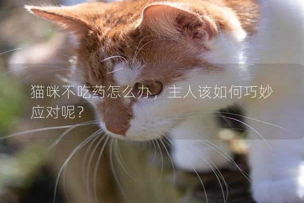 猫咪不吃药怎么办，主人该如何巧妙应对呢？