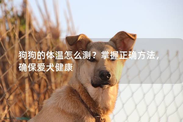 狗狗的体温怎么测？掌握正确方法，确保爱犬健康