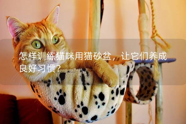 怎样训练猫咪用猫砂盆，让它们养成良好习惯？