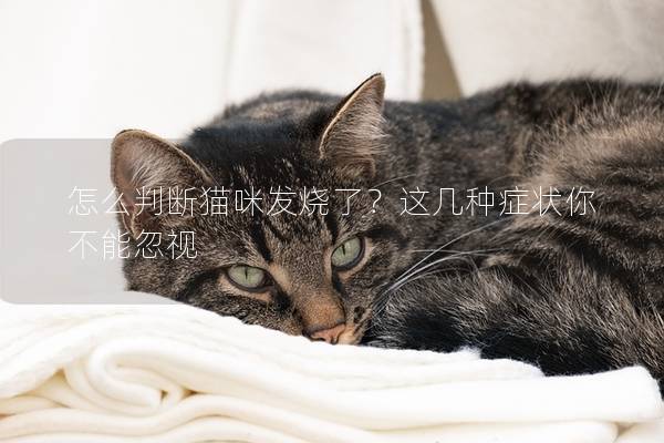 怎么判断猫咪发烧了？这几种症状你不能忽视