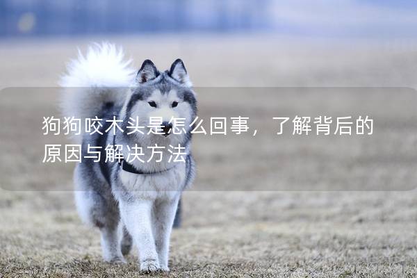 狗狗咬木头是怎么回事，了解背后的原因与解决方法