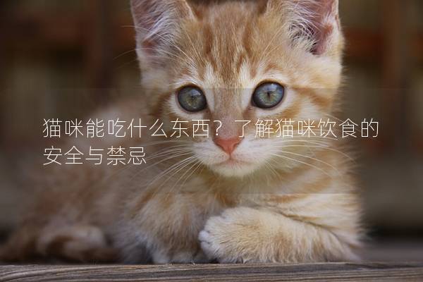 猫咪能吃什么东西？了解猫咪饮食的安全与禁忌