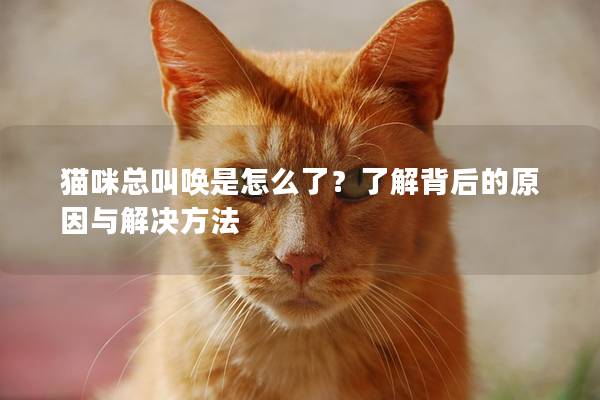 猫咪总叫唤是怎么了？了解背后的原因与解决方法