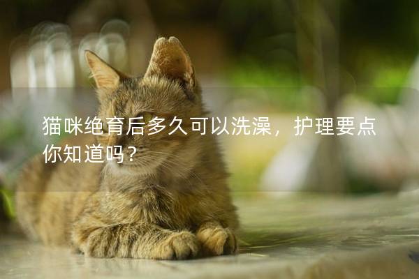 猫咪绝育后多久可以洗澡，护理要点你知道吗？