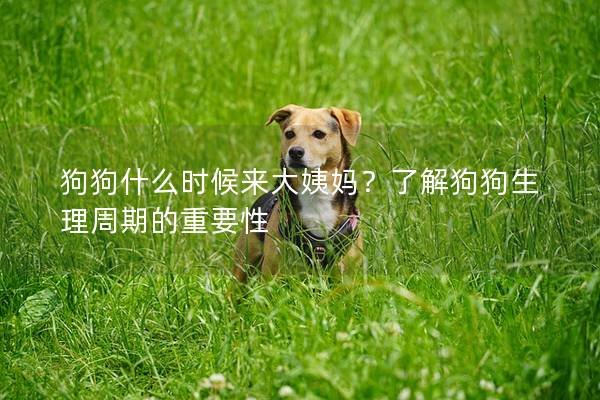 狗狗什么时候来大姨妈？了解狗狗生理周期的重要性