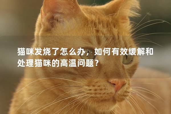 猫咪发烧了怎么办，如何有效缓解和处理猫咪的高温问题？