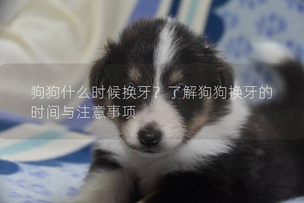 狗狗什么时候换牙？了解狗狗换牙的时间与注意事项