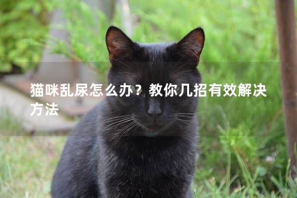 猫咪乱尿怎么办？教你几招有效解决方法