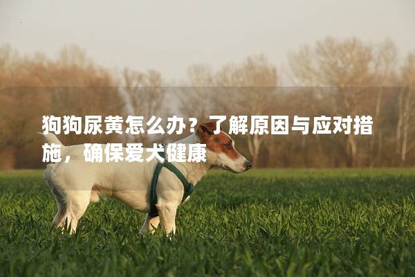 狗狗尿黄怎么办？了解原因与应对措施，确保爱犬健康