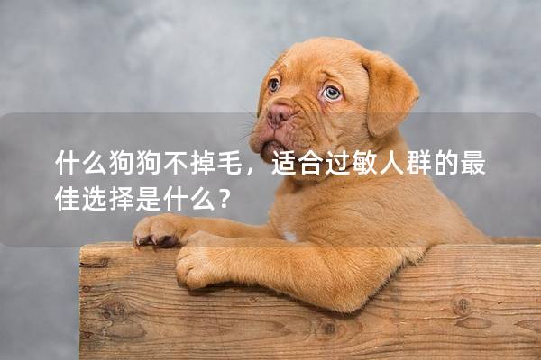 什么狗狗不掉毛，适合过敏人群的最佳选择是什么？