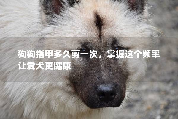 狗狗指甲多久剪一次，掌握这个频率让爱犬更健康