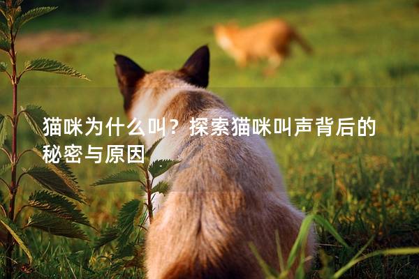 猫咪为什么叫？探索猫咪叫声背后的秘密与原因