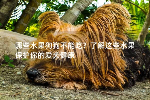 哪些水果狗狗不能吃？了解这些水果保护你的爱犬健康