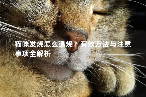 猫咪发烧怎么退烧？有效方法与注意事项全解析