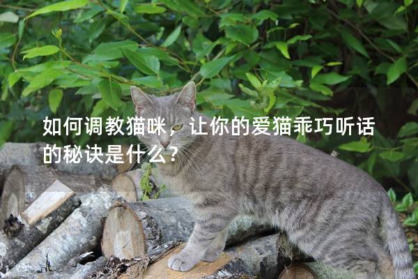 如何调教猫咪，让你的爱猫乖巧听话的秘诀是什么？