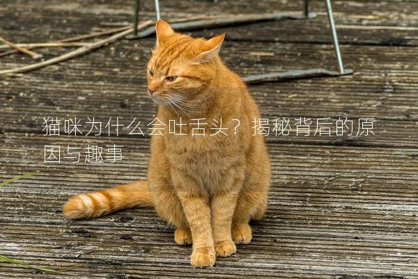 猫咪为什么会吐舌头？揭秘背后的原因与趣事