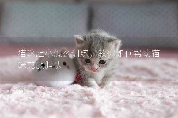 猫咪胆小怎么训练，教你如何帮助猫咪克服胆怯