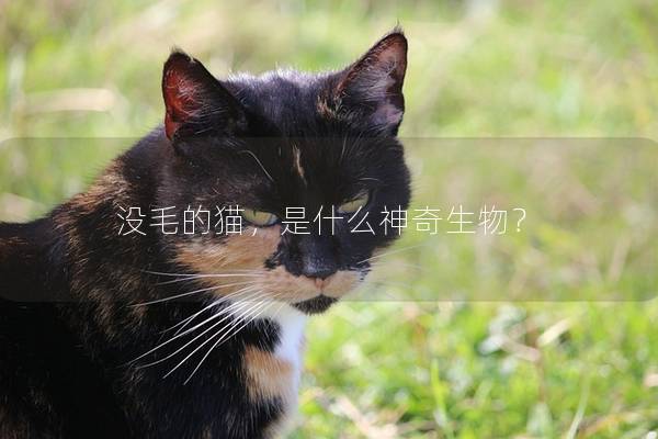 没毛的猫，是什么神奇生物？