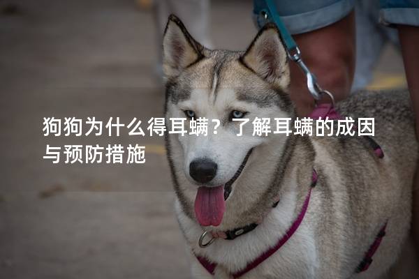 狗狗为什么得耳螨?了解耳螨的成因与预防措施